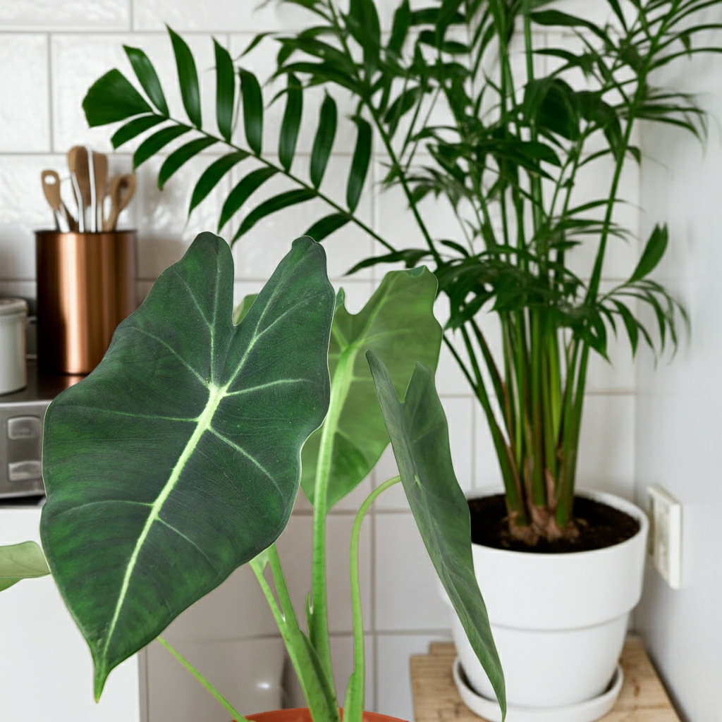 Alocasia Micholitziana 'Frydek'