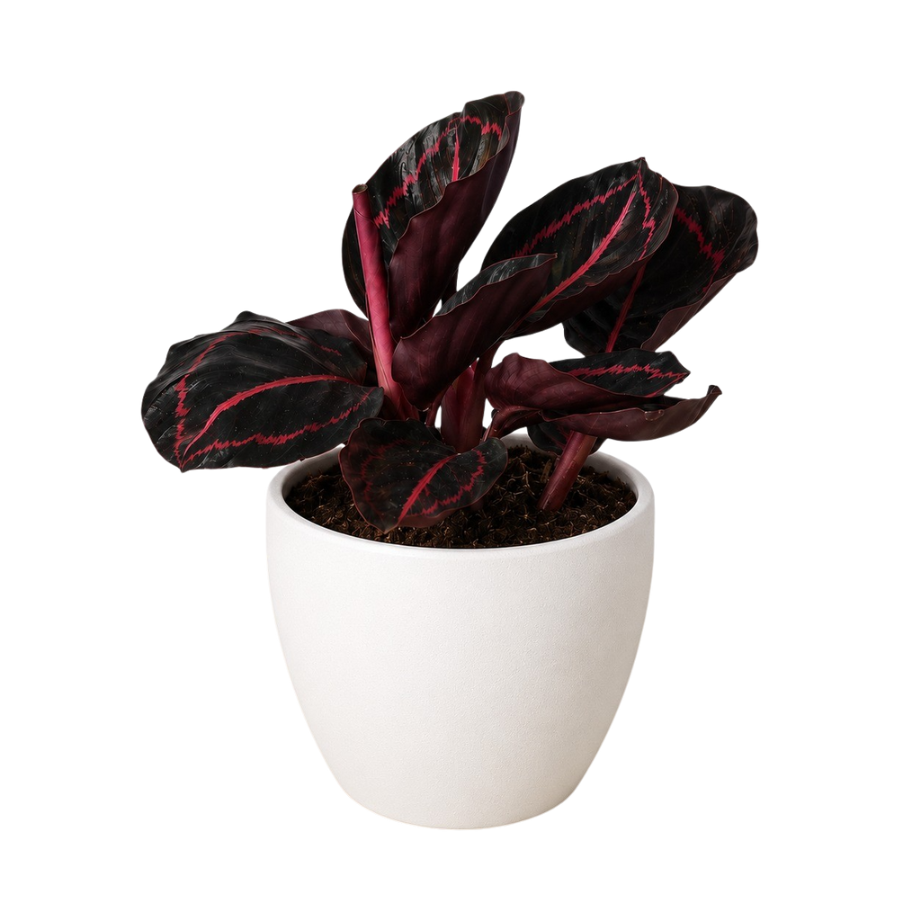 Calathea 'Dottie'